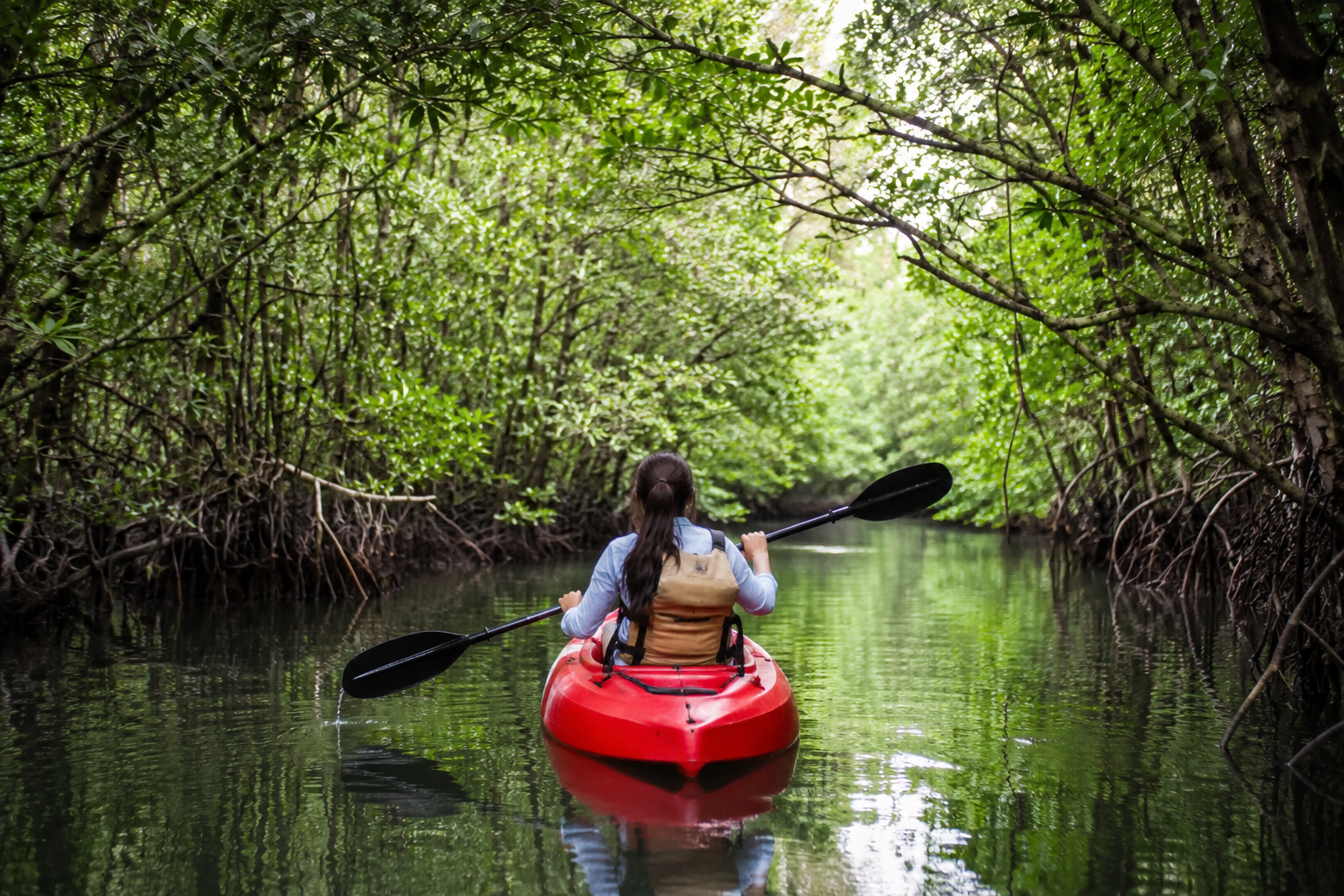 Mangrove kayaking